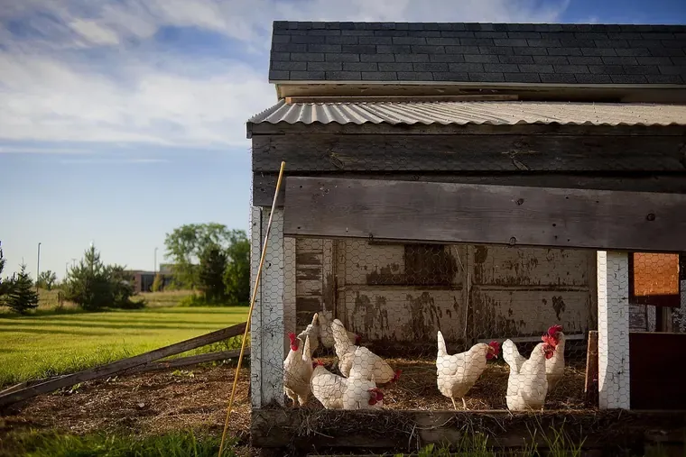 Poules blanches dans un abri en bois au toit en tôle ondulée, avec un grillage devant et de l’herbe autour