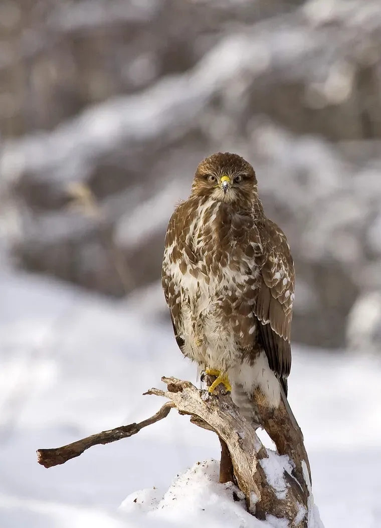 Buse perchée sur une branche morte dans un paysage enneigé