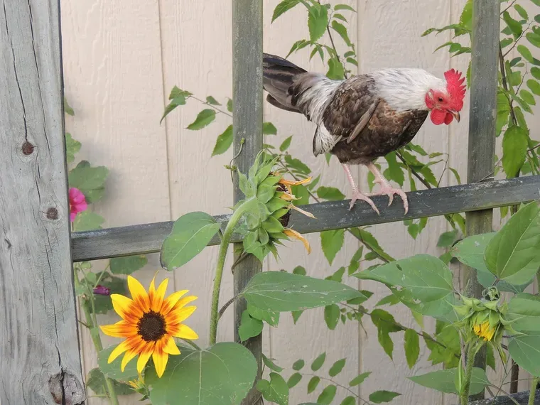 Petit coq perché sur la traverse d’une clôture en bois couverte de plantes grimpantes, avec un tournesol en dessous