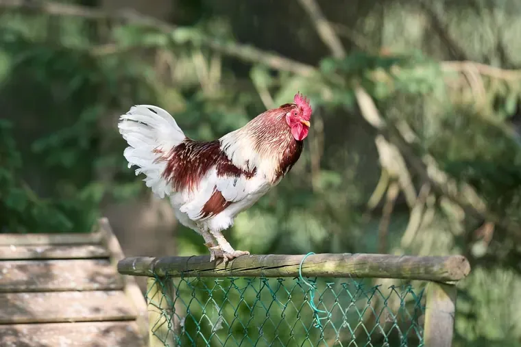 Coq perché sur le haut d’une clôture en bois garnie de grillage, devant un feuillage