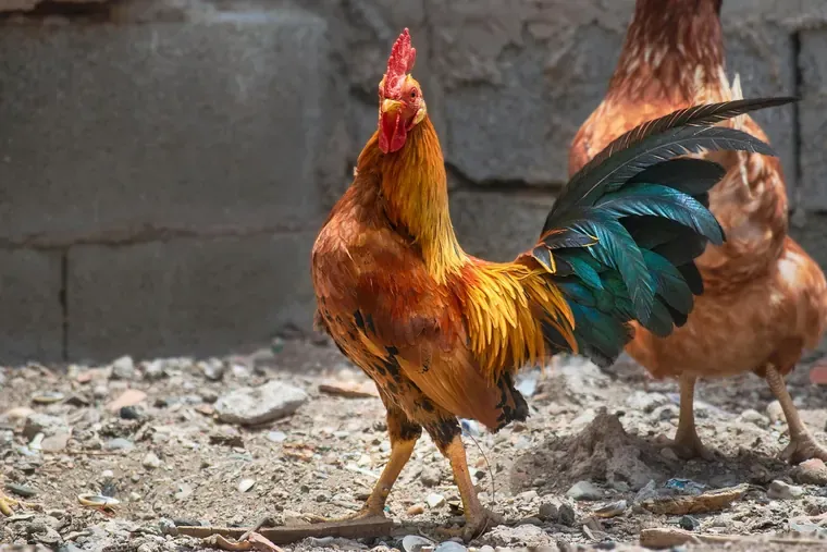 Coq roux à la queue vert et noir devant un mur en blocs de béton, sur un sol de graviers