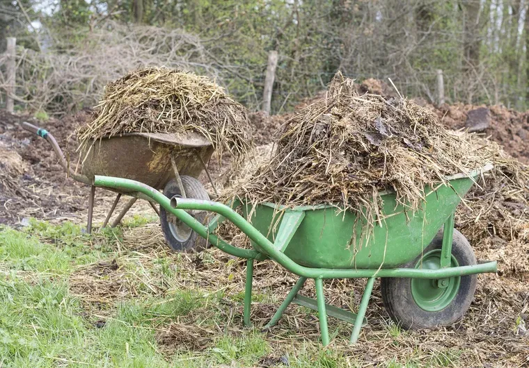 Deux brouettes chargées de paille et de fumier, dans un jardin