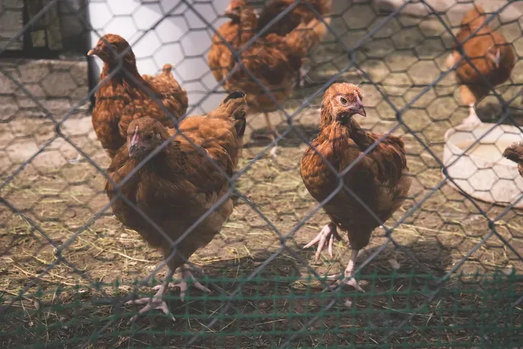 Des poules brunes dans un parc entouré de grillage, près d’une mangeoire.
