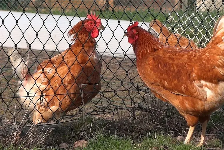 Des poules brunes de part et d’autre d’un grillage à mailles losangées.