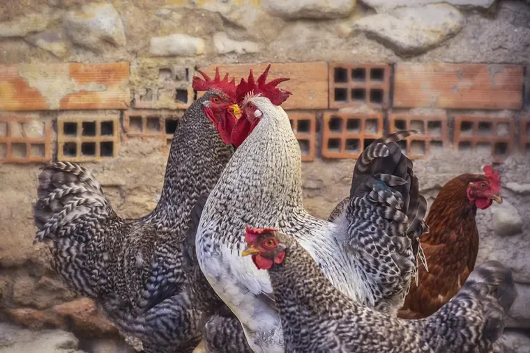 Groupe de poules et de coqs serrés les uns contre les autres devant un mur de pierres et de briques