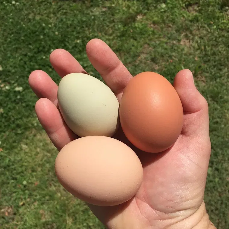 Main tenant trois œufs de couleurs différentes, vert pâle, brun et beige, au-dessus de l’herbe