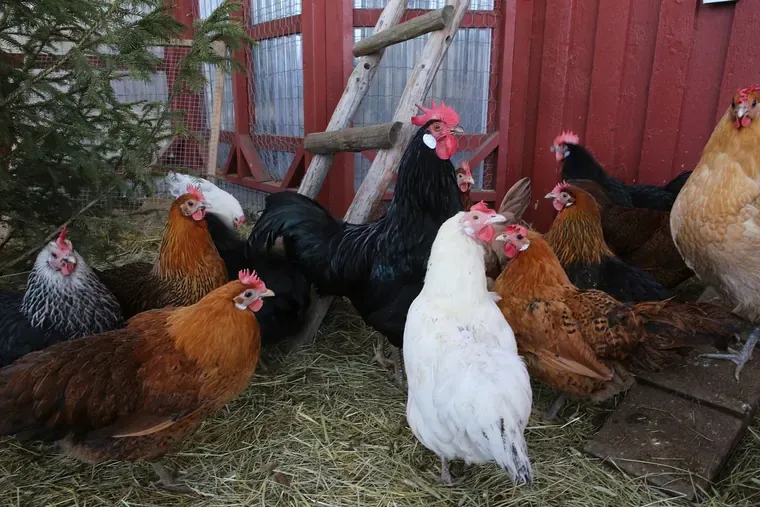 Des poules sur de la paille, dans un abri où une échelle et un tronc en bois servent de perchoirs.
