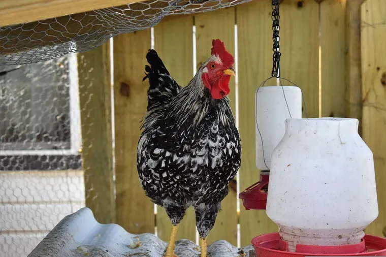 Poule tachetée devant un abreuvoir et une mangeoire blancs suspendus dans un abri en bois