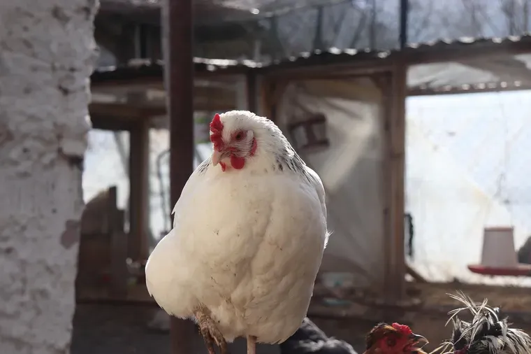 Poule blanche debout dans un abri couvert, avec une mangeoire rouge suspendue en arrière-plan