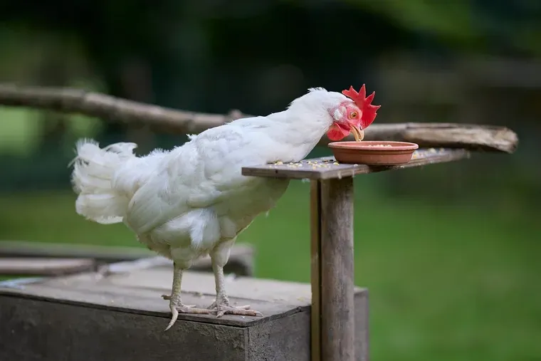 Poule blanche qui picore des grains dans une écuelle en terre cuite posée sur un support en bois