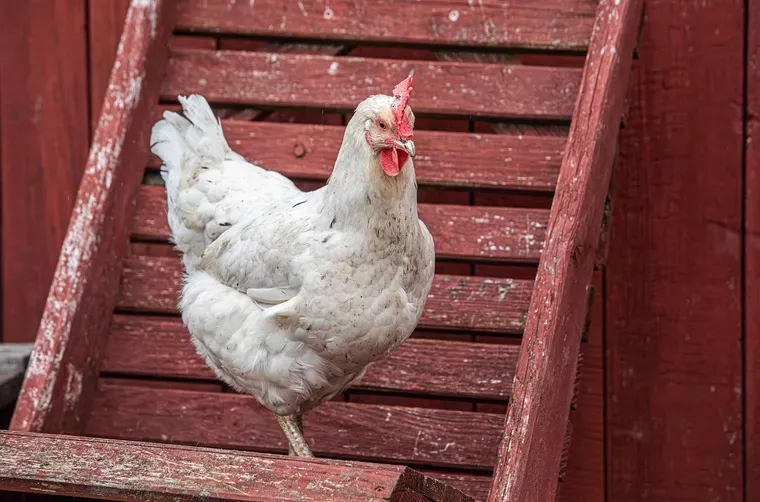 Poule blanche sur une rampe en bois peint en rouge dont la peinture s’écaille