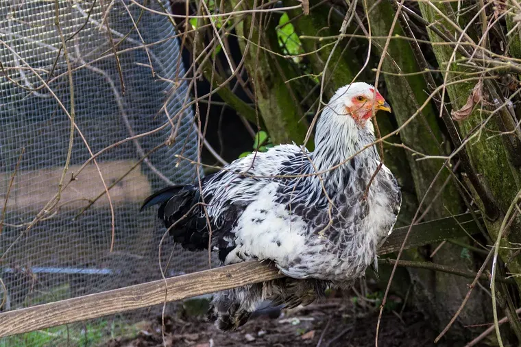 Poule perchée sur une branche dans un enclos grillagé