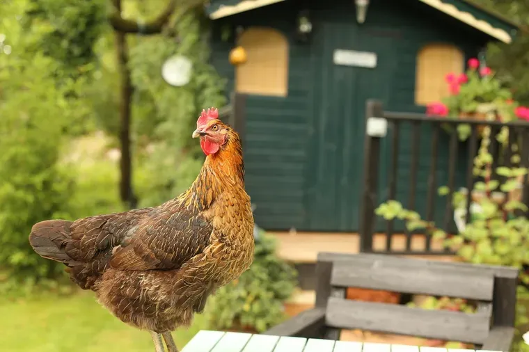 Poule brune au premier plan, devant une cabane de jardin vert foncé et un banc