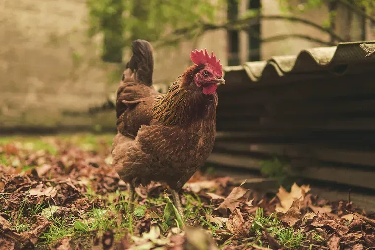 Poule brune devant un abri à toit de tôle ondulée, sur un sol couvert de feuilles mortes