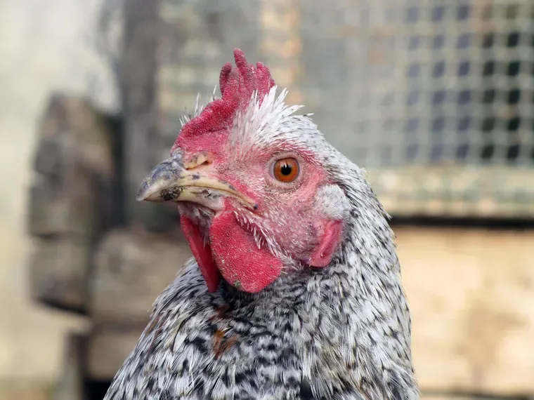 Gros plan sur la tête d’une poule grise et blanche, devant un grillage et des planches