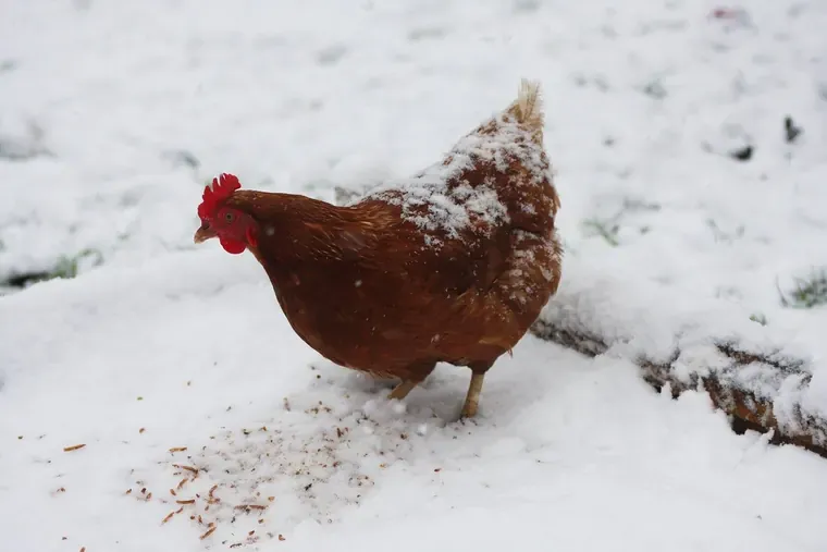 Poule brune sur un sol couvert de neige, des graines éparpillées devant elle