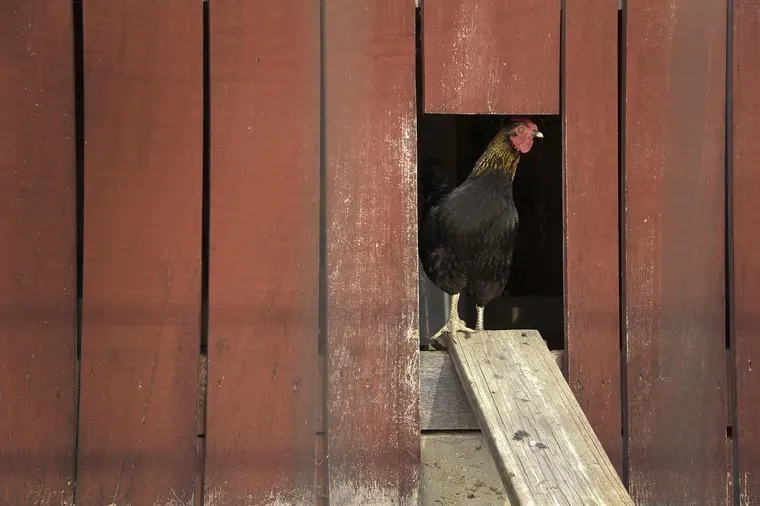 Poule noire à l'ouverture d'une porte découpée dans un mur de planches de bois rouge, avec une planche inclinée en guise de rampe