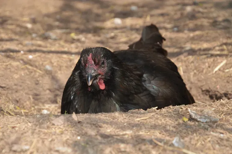 Poule noire couchée dans un creux de terre sèche mêlée de brins de paille
