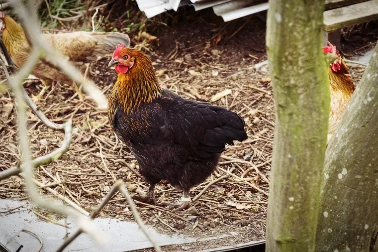 Poule noire et dorée debout sur un sol de paille, sous un abri en bois