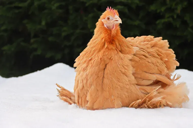 Poule orangée au plumage gonflé assise dans la neige, devant une haie sombre