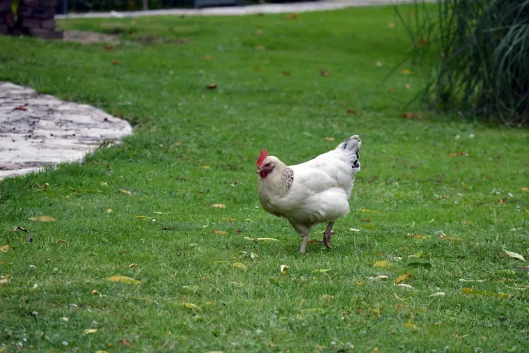 Poule blanche qui marche sur une pelouse, près d’une allée dallée