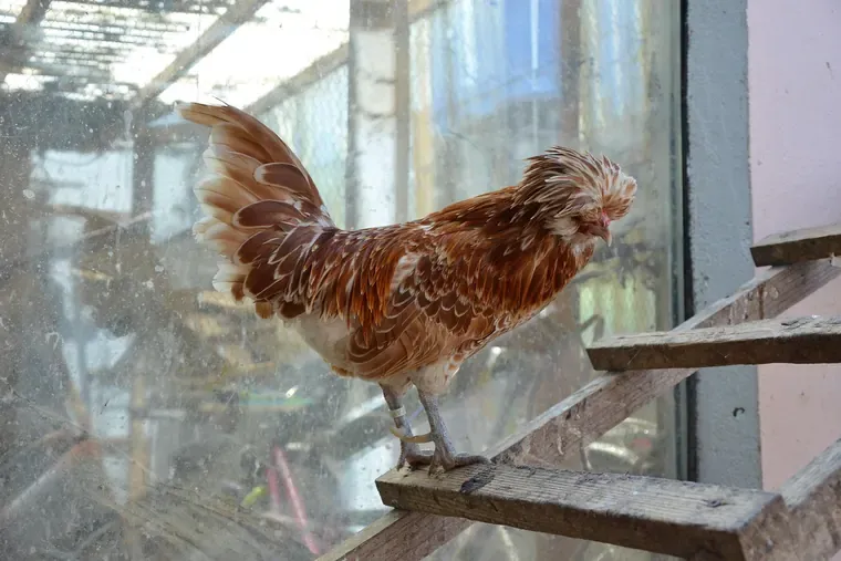 Poule huppée aux plumes cuivrées perchée sur une barre en bois, dans un abri vitré