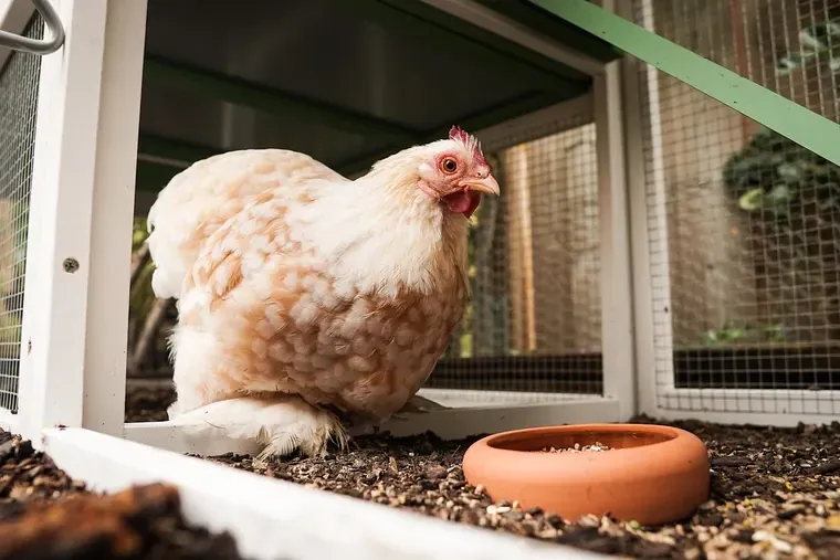 Poule beige à l’entrée d’un petit enclos grillagé à cadre blanc, avec une gamelle en terre cuite posée sur le sol