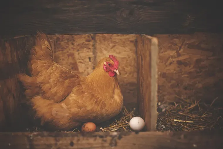 Poule brune assise dans un pondoir en bois, des œufs posés sur la paille