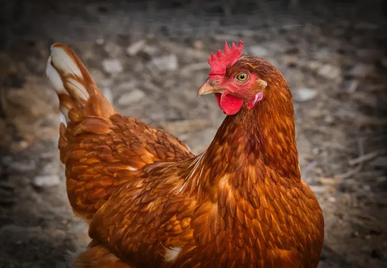 Poule rousse en gros plan, de profil, avec la crête et les barbillons rouges