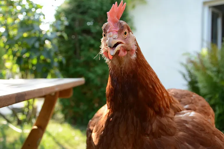 Poule rousse au premier plan près d’une table de jardin, avec une maison en arrière-plan