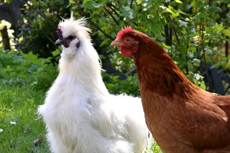 Une poule soyeuse blanche à côté d’une grande poule rousse