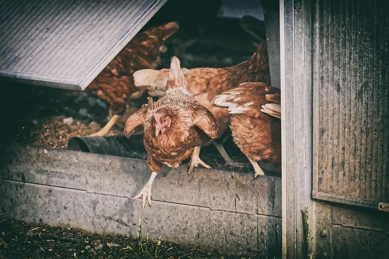 Poules rousses à l’ouverture d’un abri en bois dont un panneau de toit est relevé
