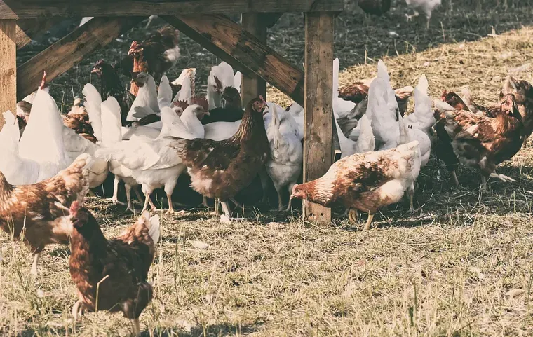 Poules blanches et brunes sous un auvent en bois, sur un sol couvert de paille