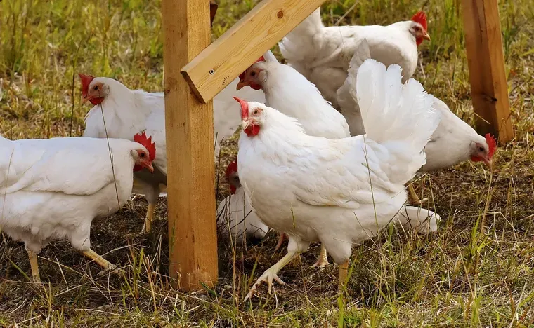 Poules blanches qui picorent sous une structure en bois dans un enclos herbeux