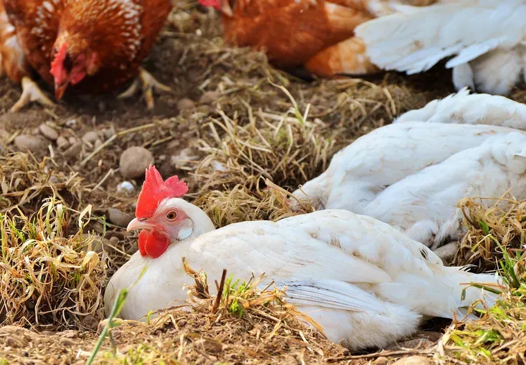 Poules blanches couchées dans la terre et la paille sèche