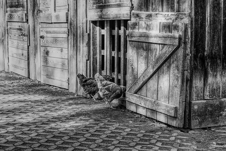 Poules devant les portes en planches d’une cabane en bois, photo en noir et blanc