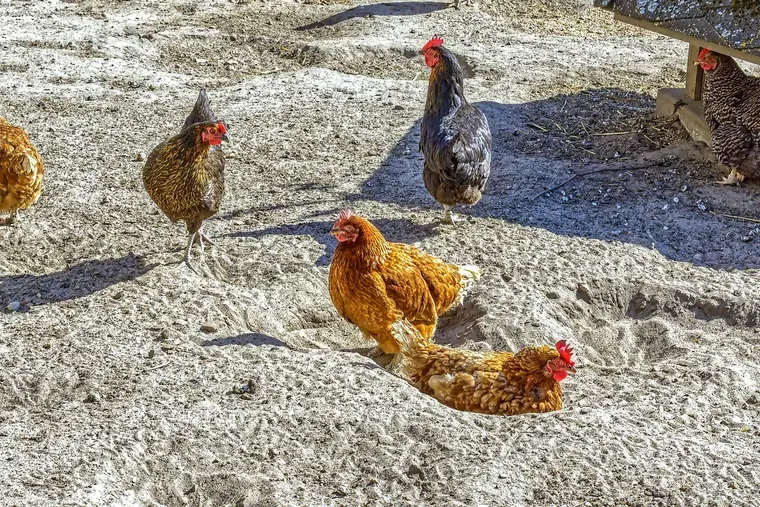 Poules de plusieurs couleurs dans une cour de sable, dont une couchée dans un creux