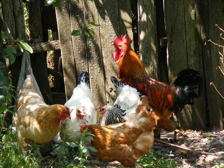 Poules et coq roux serrés les uns contre les autres devant une palissade en vieilles planches