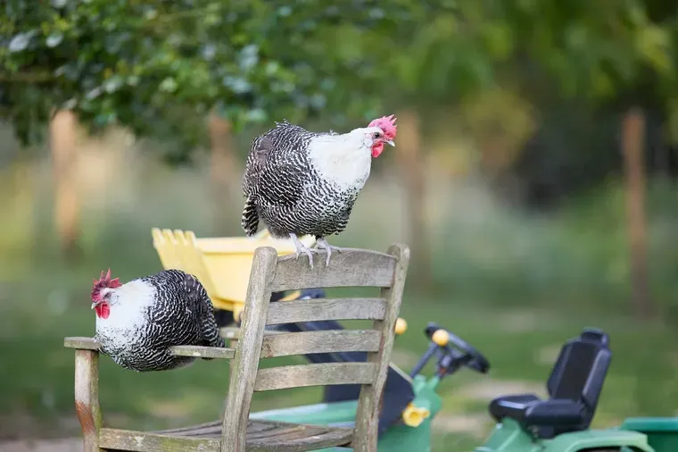 Deux poules perchées sur un fauteuil de jardin en bois, l’une sur l’assise et l’autre sur le dossier