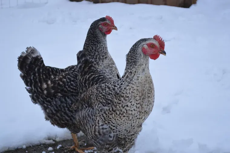 Deux poules grises tachetées dans la neige