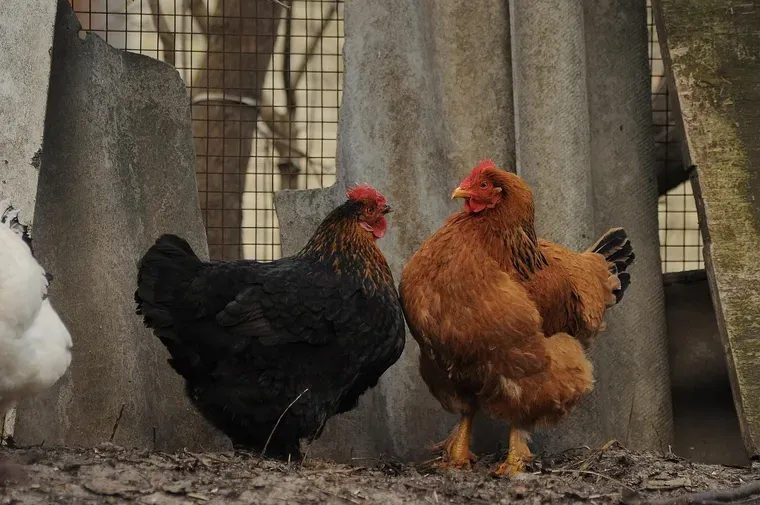 Poule noire et poule rousse devant des plaques grises et un grillage