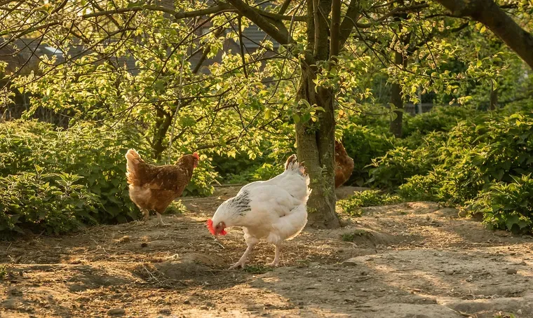 Deux poules, l’une rousse et l’autre blanche, sur un sol sablonneux à l’ombre d’arbres