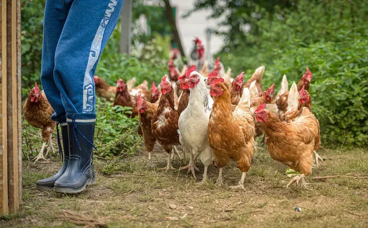 Groupe de poules qui s’approchent d’une personne en bottes et en jean, dans un jardin