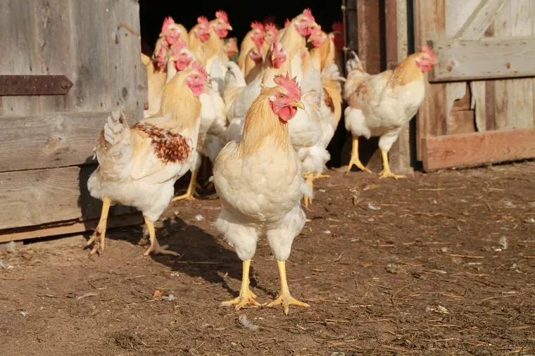 Poules blanches et rousses devant la porte entrouverte d’un abri en bois
