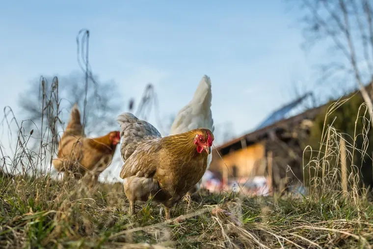 Poules brunes et blanches dans l'herbe sèche d'un pré, avec une grange en bois floue à l'arrière-plan sous un ciel bleu