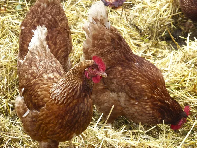 Deux poules rousses qui picorent dans une épaisse couche de paille