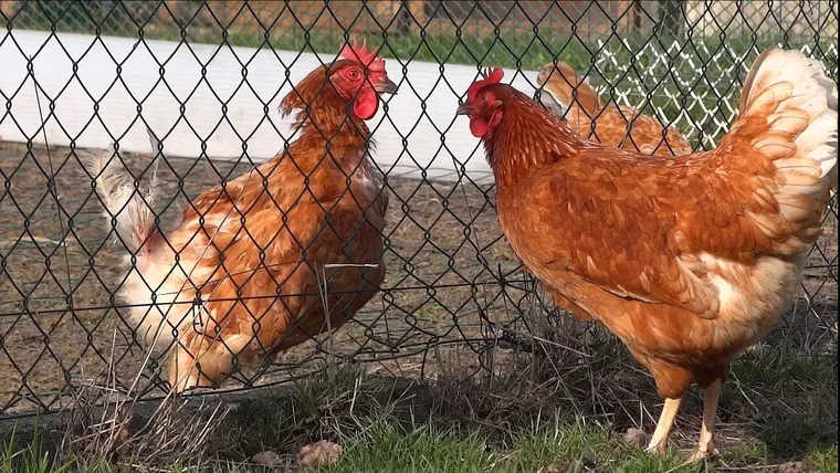 Deux poules rousses devant un grillage métallique