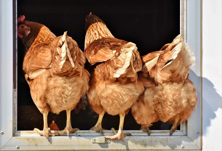 Trois poules rousses sur le rebord d’une ouverture à cadre blanc, avec de la neige à l’extérieur