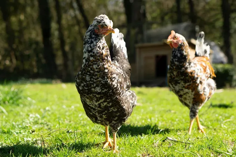 Deux poules tachetées sur une pelouse, avec une petite cabane en bois en arrière-plan