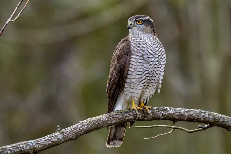 Rapace à la poitrine rayée posé sur une branche